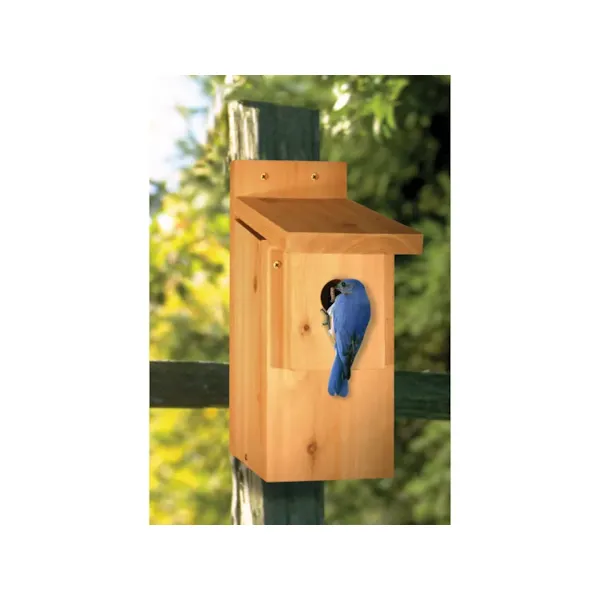 Bluebird house is the perfect place to keep birds visible in your backyard all year long