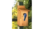 Bluebird house is the perfect place to keep birds visible in your backyard all year long