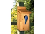 Bluebird house is the perfect place to keep birds visible in your backyard all year long