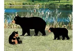 Painted bear and cubs yard art are great additions to a rustic backyard setting